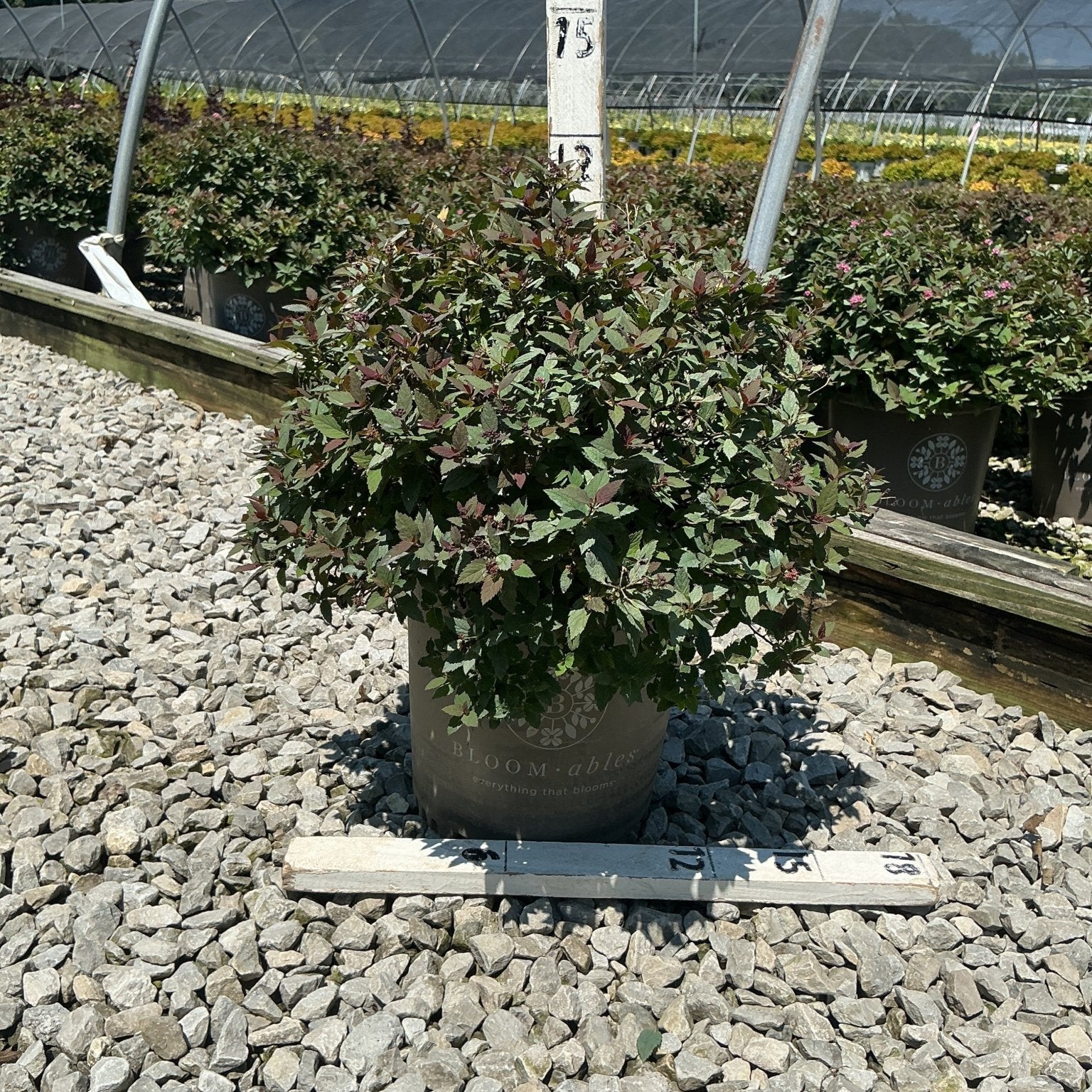 Empire Ice Dragon Spirea shrub in a #2 container showing dense dark green and burgundy foliage at a nursery.