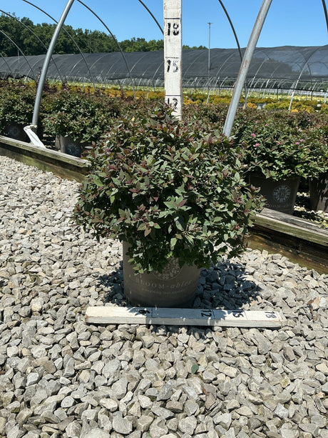 Empire Ice Dragon Spirea shrub in a #2 container showing dense dark green and burgundy foliage at a nursery.
