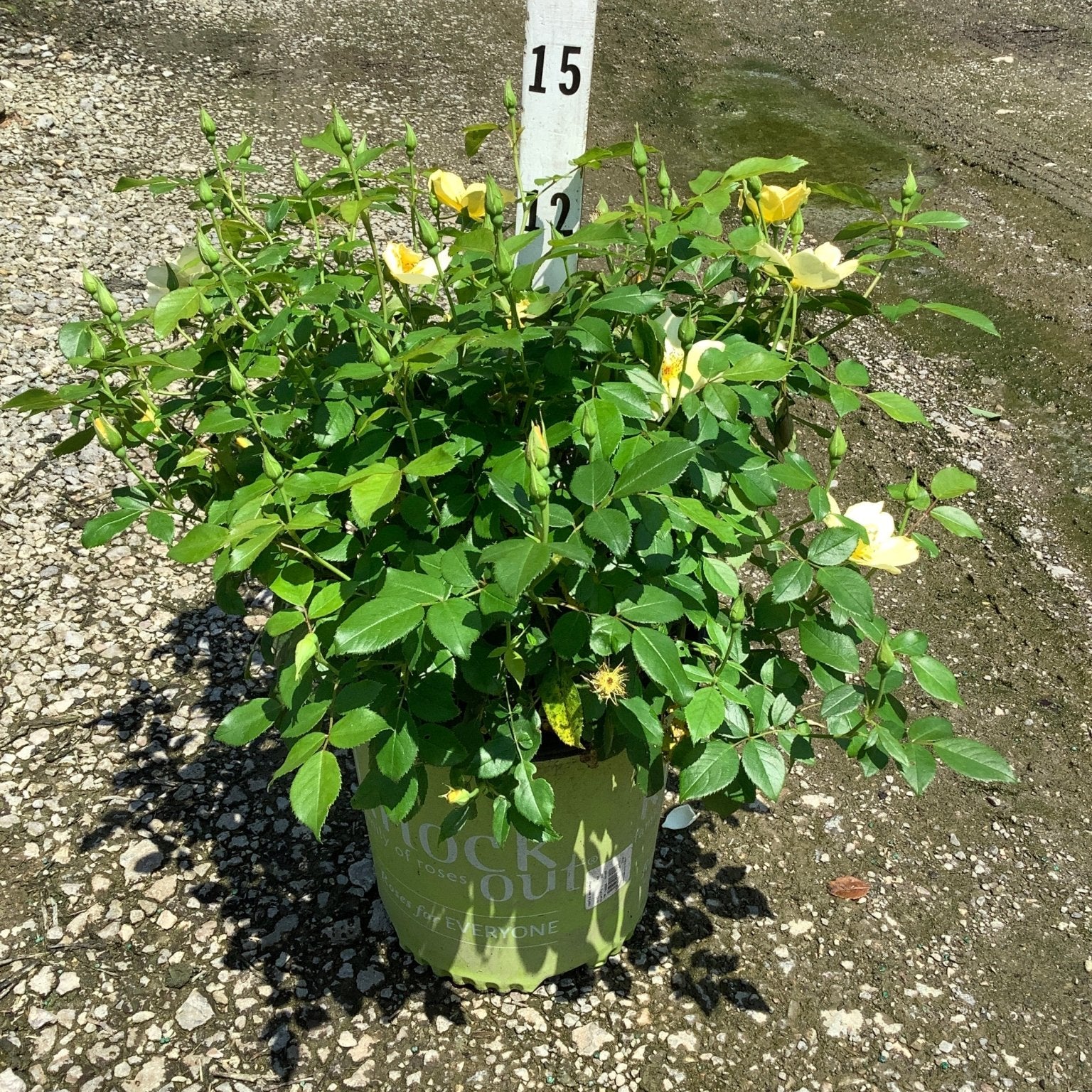 Knock Out Easy Bee-zy shrub rose in a #2 container with yellow blooms and buds on a gravel nursery surface.