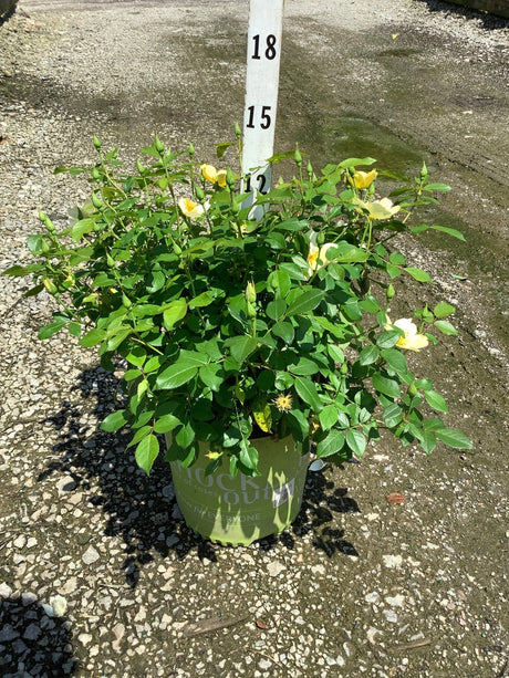 Knock Out Easy Bee-zy shrub rose in a #2 container with yellow blooms and buds on a gravel nursery surface.