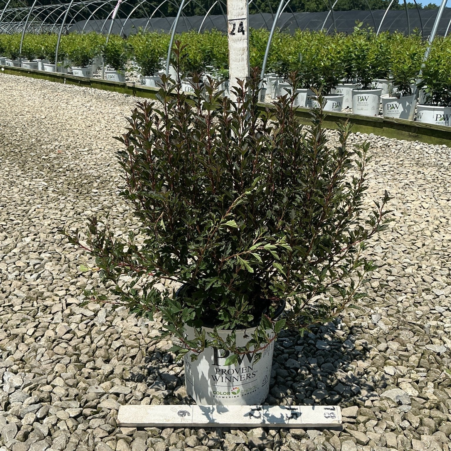 Tiny Wine Ninebark shrub with deep burgundy foliage growing in a Proven Winners #2 container at a nursery.