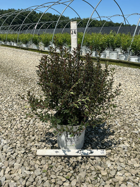 Tiny Wine Ninebark shrub with deep burgundy foliage growing in a Proven Winners #2 container at a nursery.