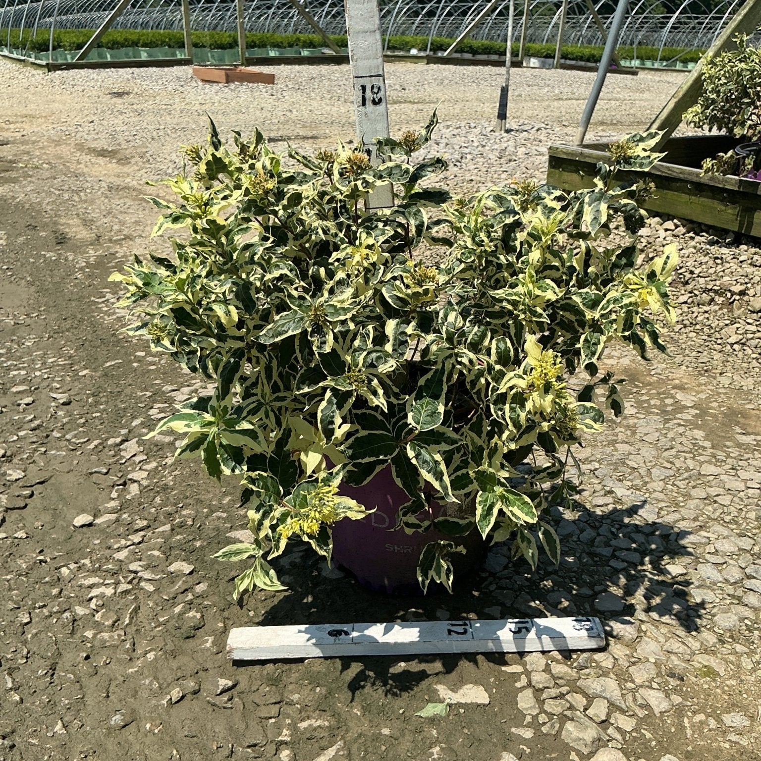 Cool Splash Dwarf Bush Honeysuckle in a #3 container showing creamy variegated foliage at a nursery growing facility.