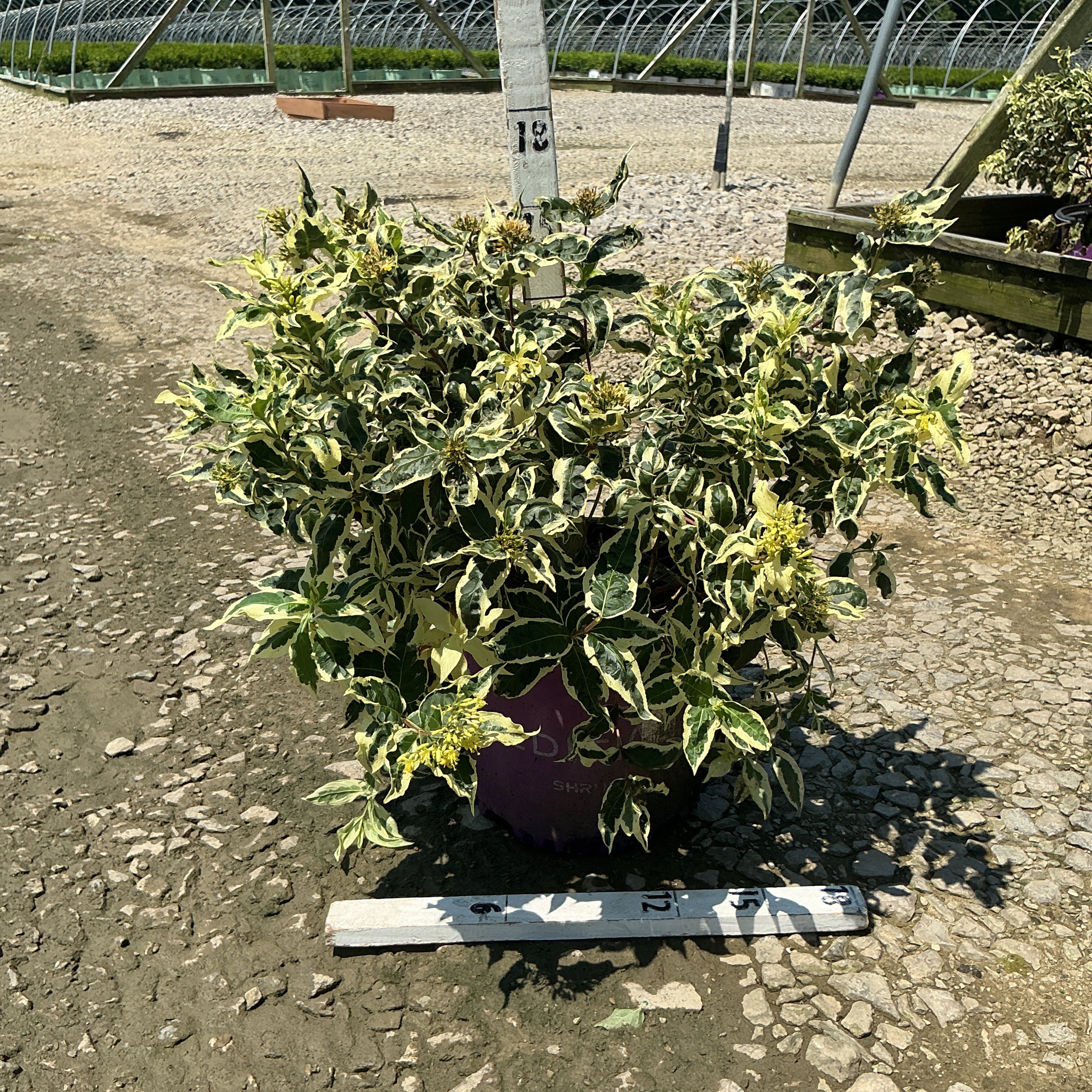 Cool Splash Dwarf Bush Honeysuckle in a #3 container showing creamy variegated foliage at a nursery growing facility.