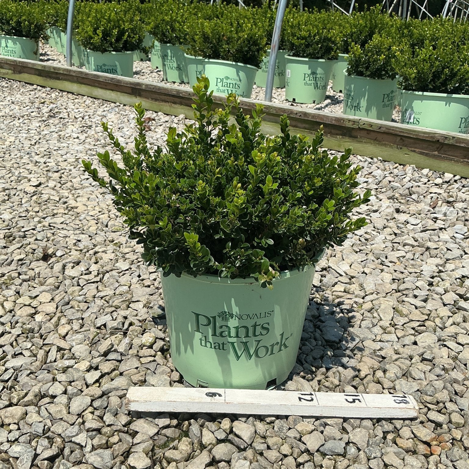 Little Missy Boxwood shrub in a #3 nursery container on gravel, with dense dark green foliage and a ruler for scale.
