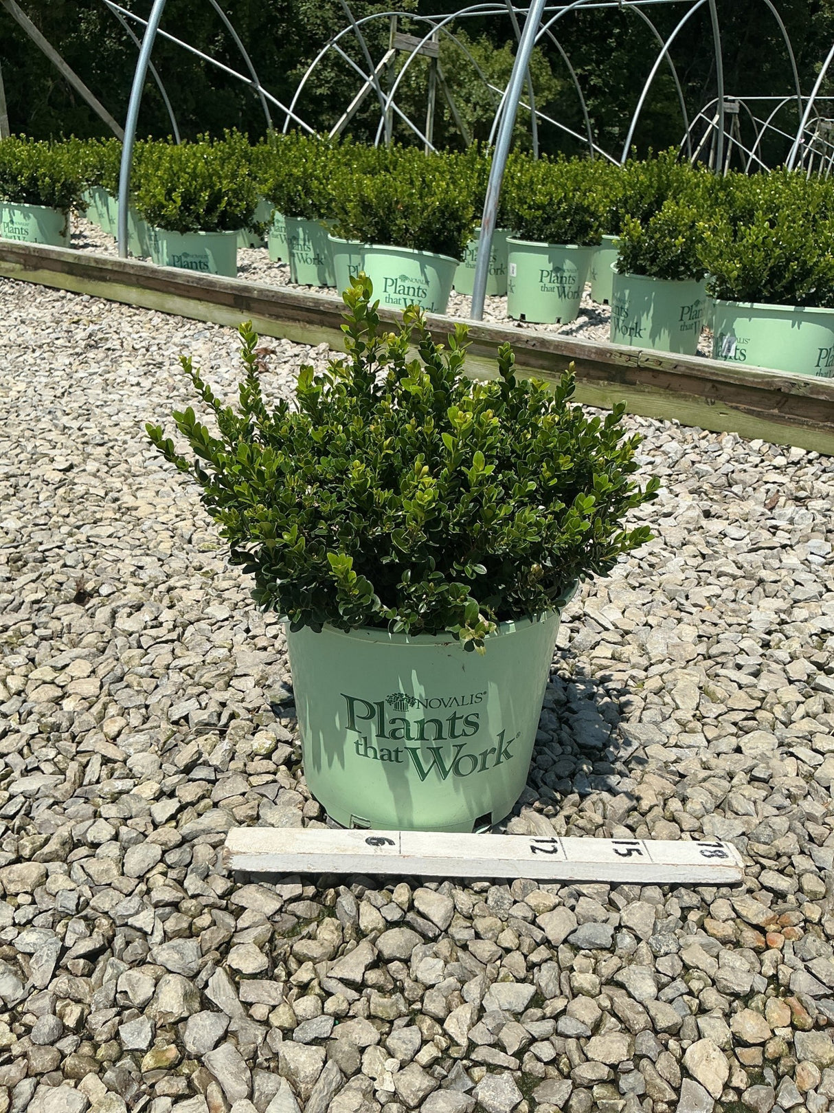 Little Missy Boxwood shrub in a #3 nursery container on gravel, with dense dark green foliage and a ruler for scale.