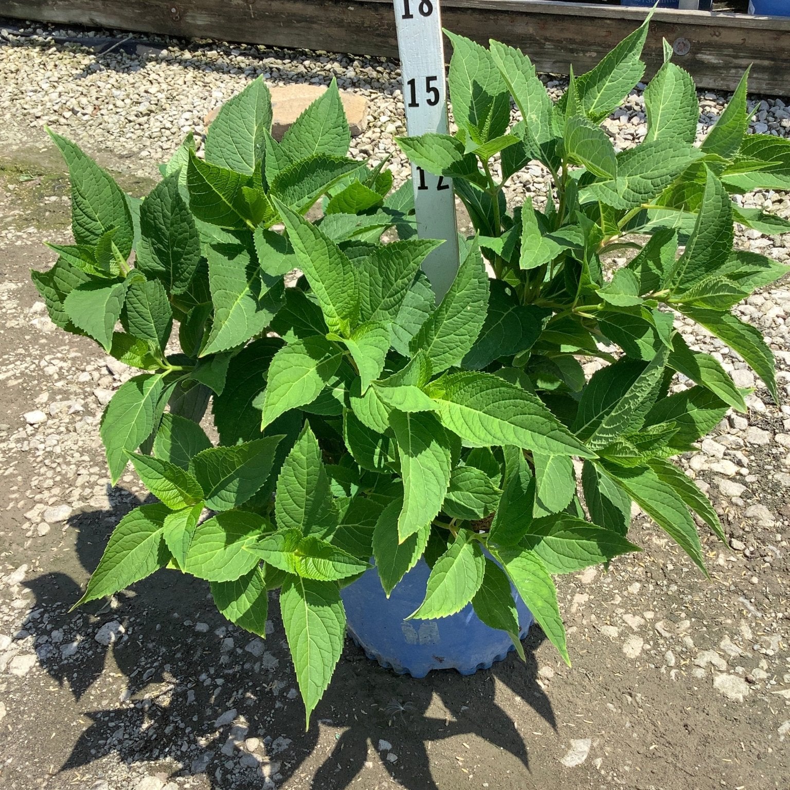 Endless Summer The Original Bigleaf Hydrangea in a #3 container showing lush green foliage at a nursery.