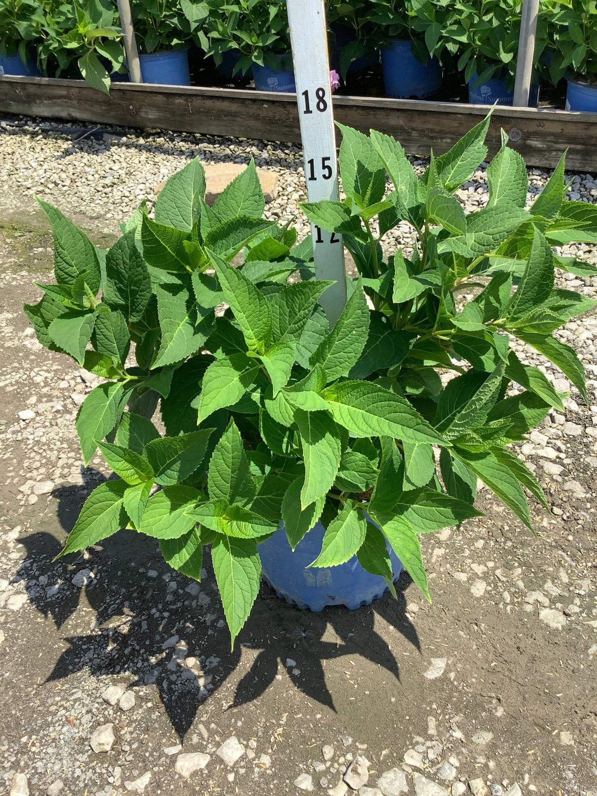 Endless Summer The Original Bigleaf Hydrangea in a #3 container showing lush green foliage at a nursery.