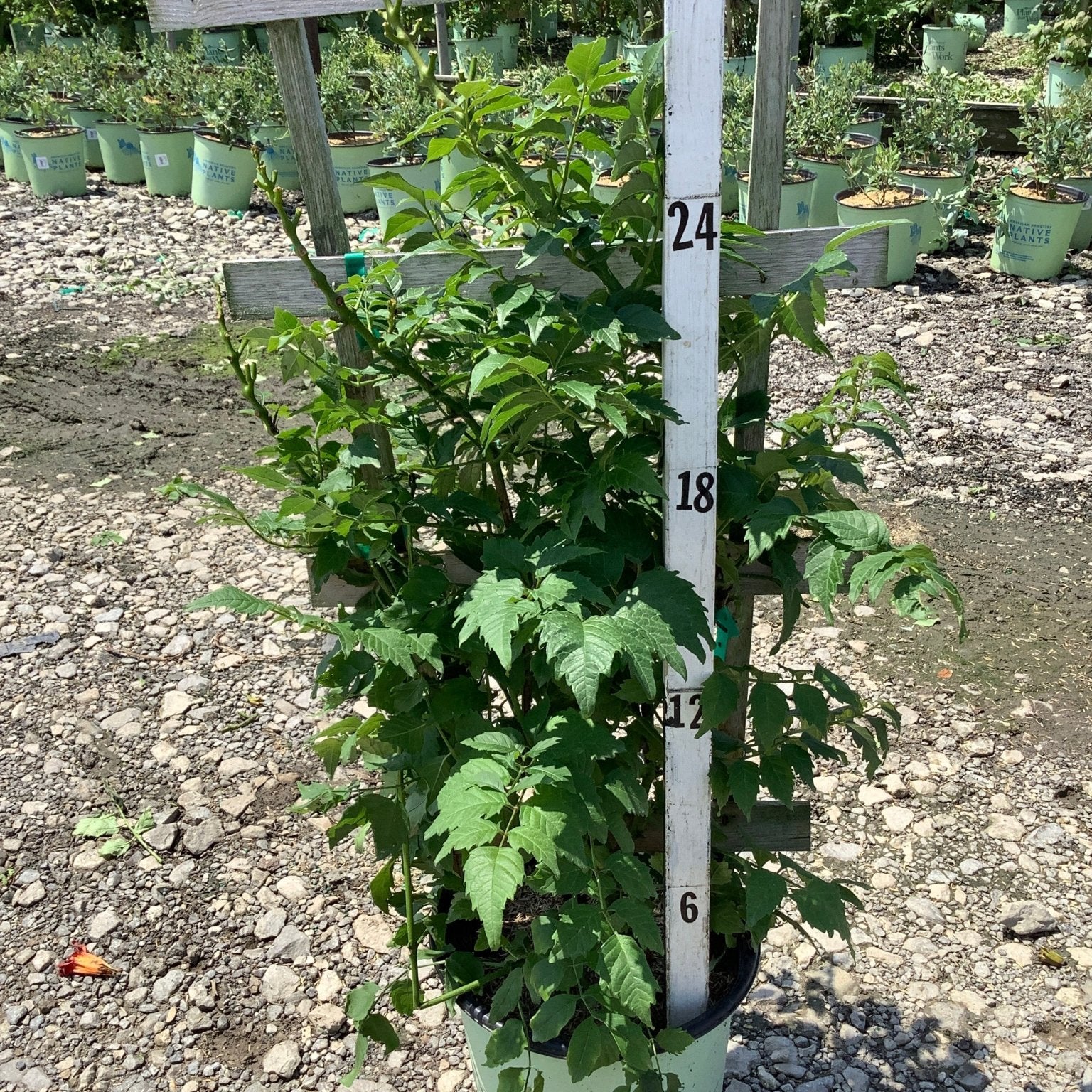 Summer Jazz Fire Trumpet Vine in a #2 container, showing lush green compound foliage reaching about 24 inches tall at a nursery.