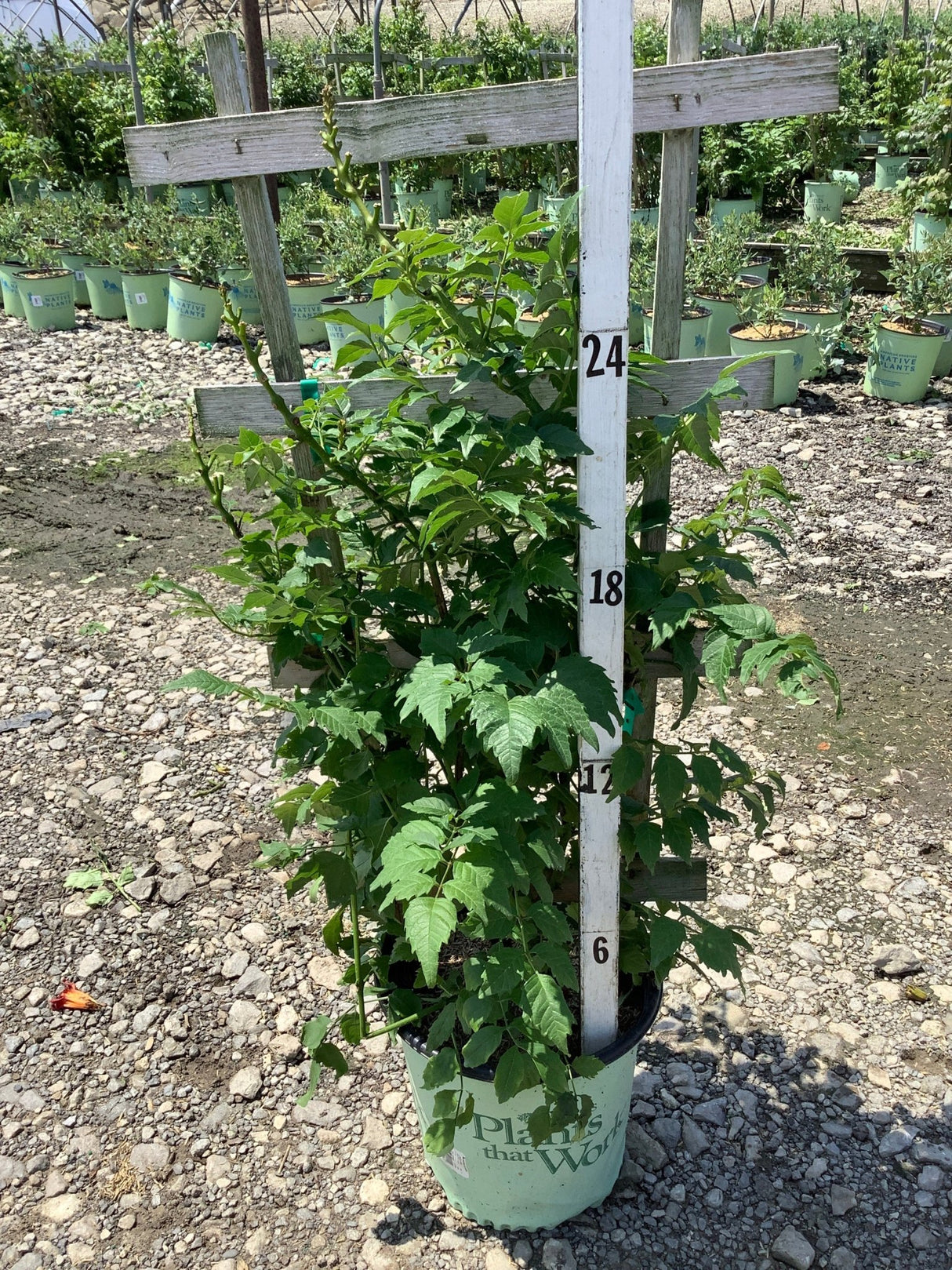 Summer Jazz Fire Trumpet Vine in a #2 container, showing lush green compound foliage reaching about 24 inches tall at a nursery.