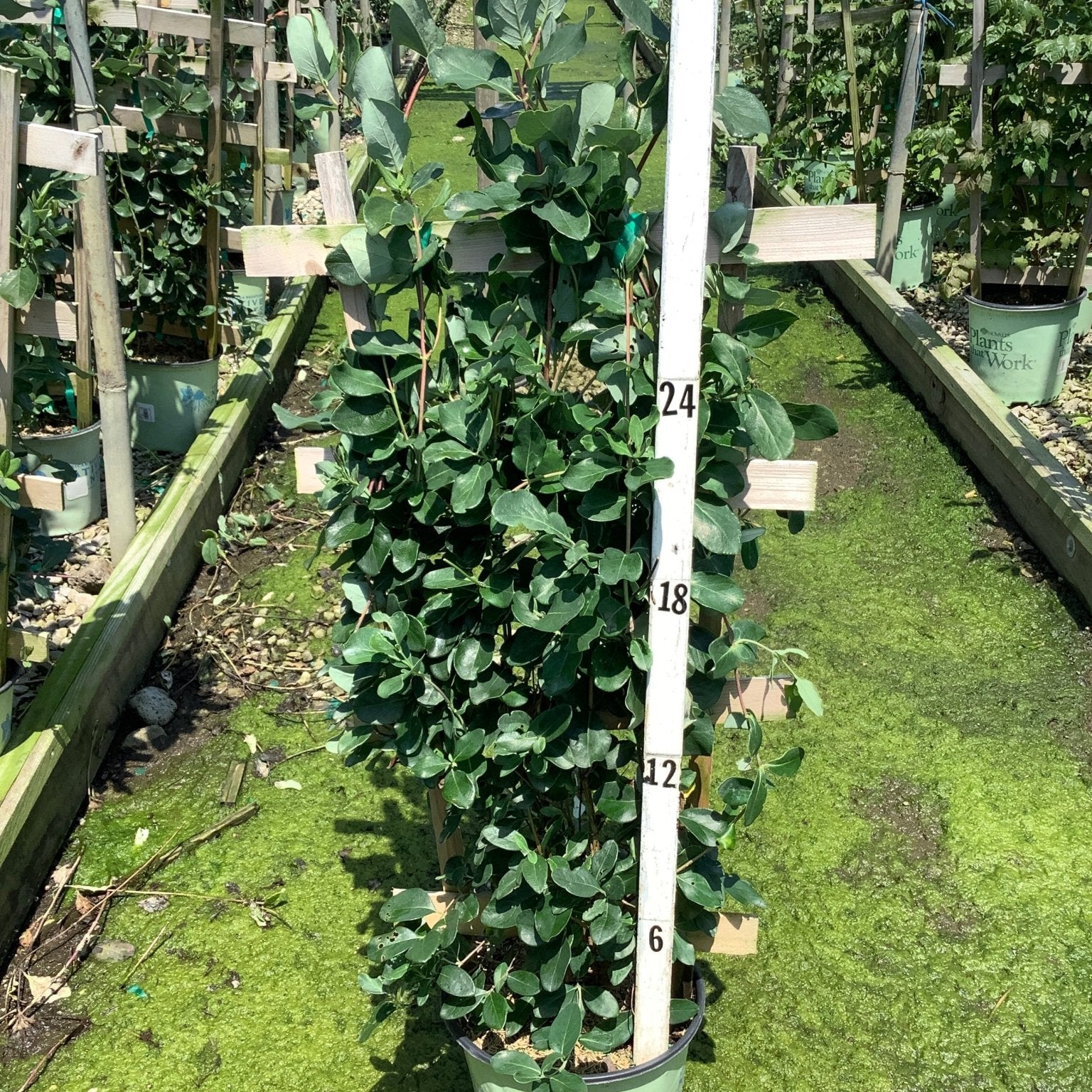 Major Wheeler Honeysuckle Vine in a #2 container shown against a measurement pole at a nursery greenhouse.