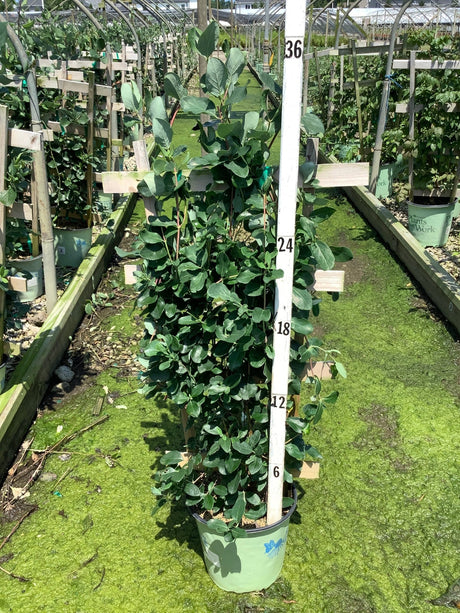 Major Wheeler Honeysuckle Vine in a #2 container shown against a measurement pole at a nursery greenhouse.