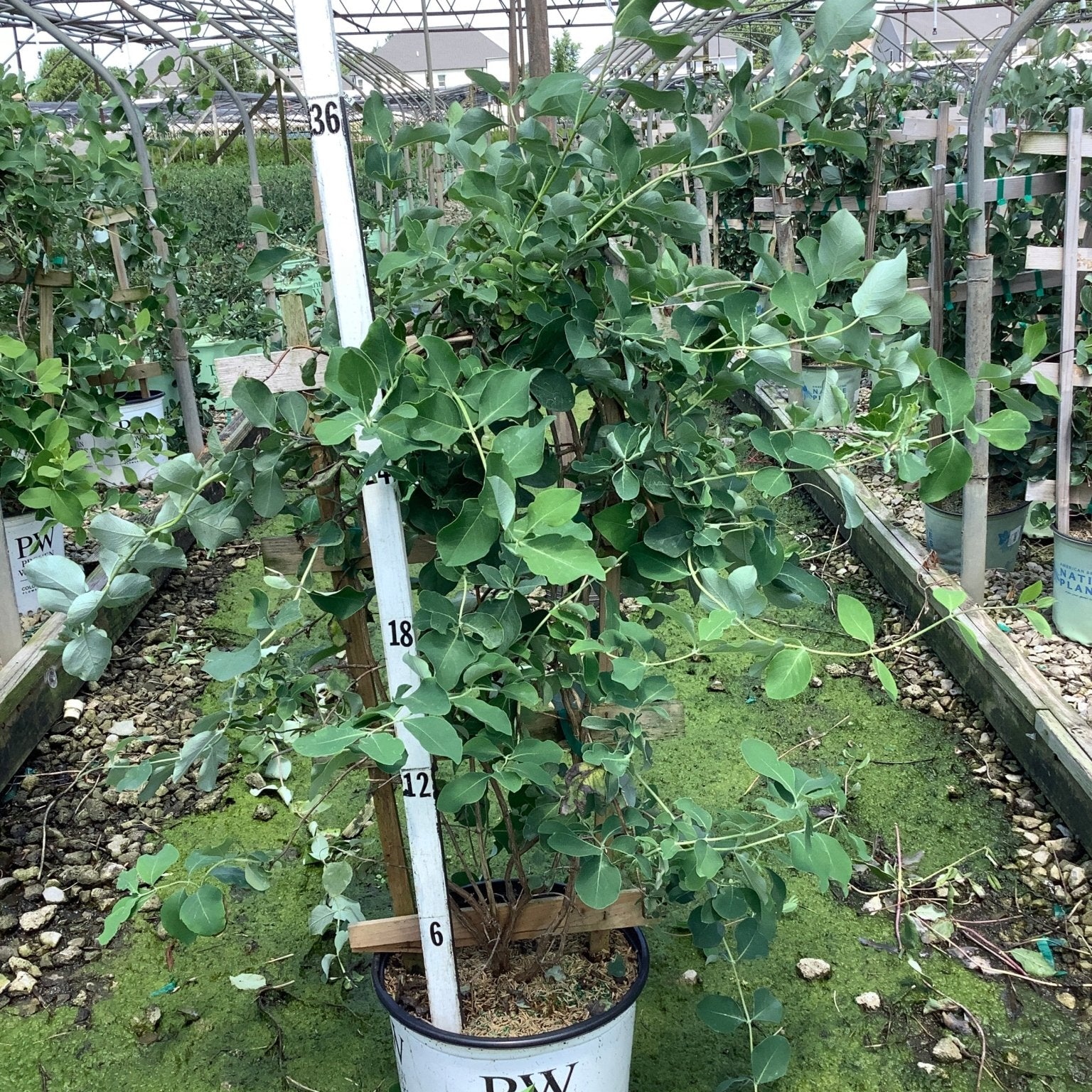 Kintzley's Ghost honeysuckle vine in a #3 Proven Winners container, showing silvery-green foliage at a nursery grow facility.