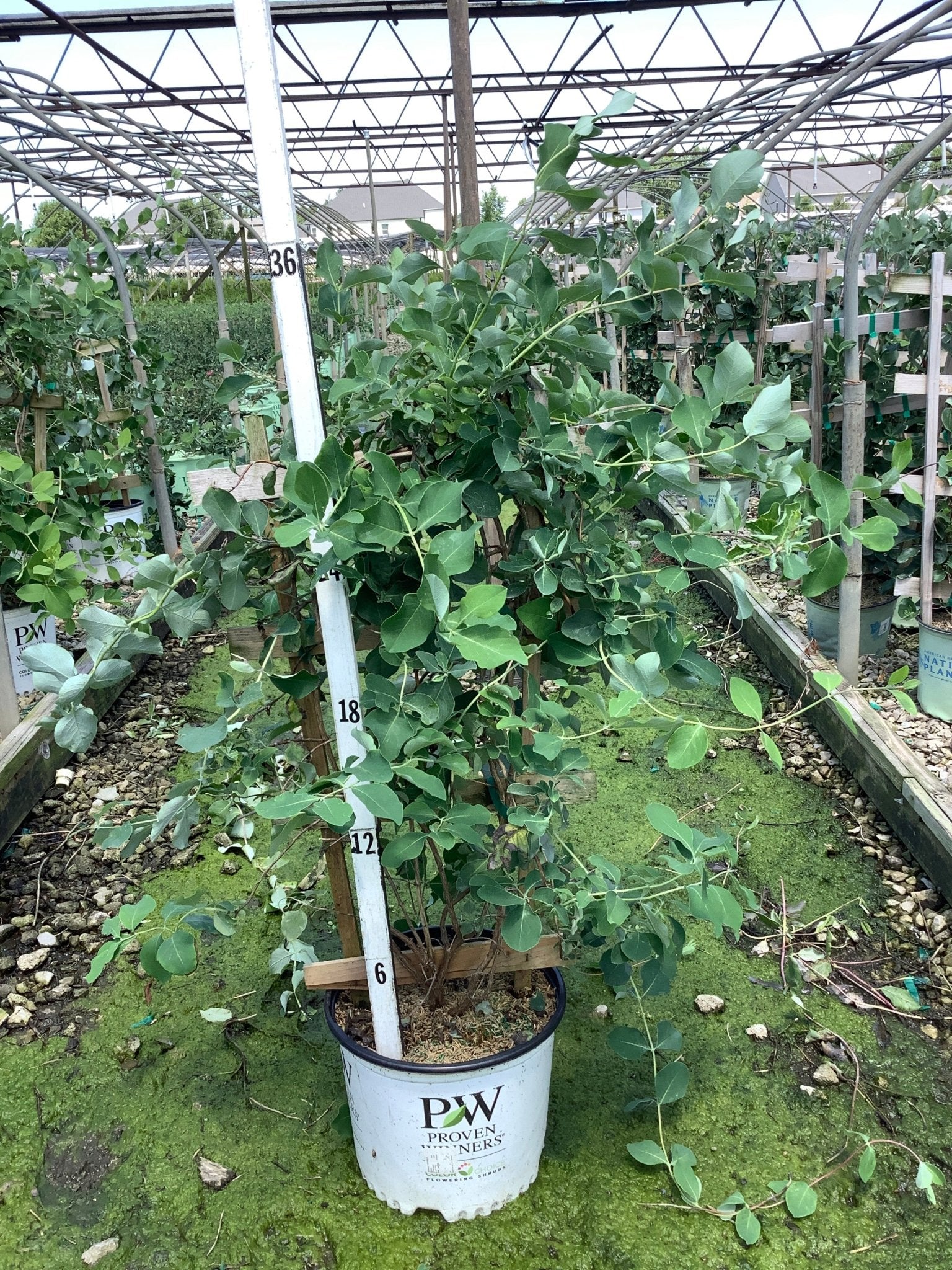 Kintzley's Ghost honeysuckle vine in a #3 Proven Winners container, showing silvery-green foliage at a nursery grow facility.