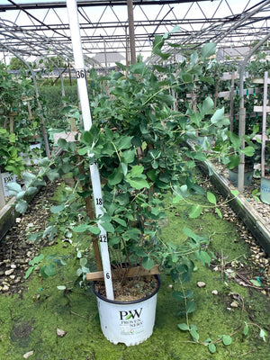 Kintzley's Ghost honeysuckle vine in a #3 Proven Winners container, showing silvery-green foliage at a nursery grow facility.