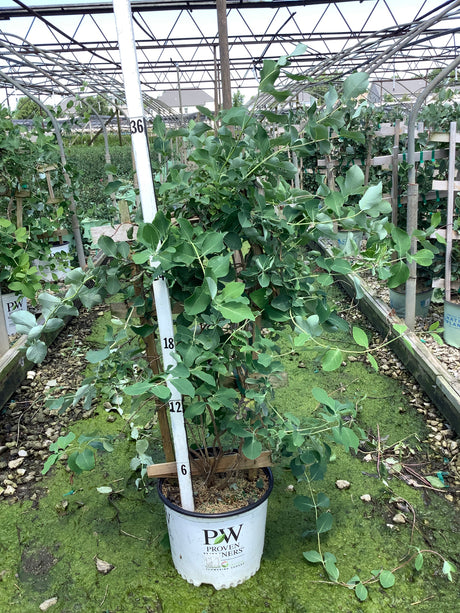 Kintzley's Ghost honeysuckle vine in a #3 Proven Winners container, showing silvery-green foliage at a nursery grow facility.