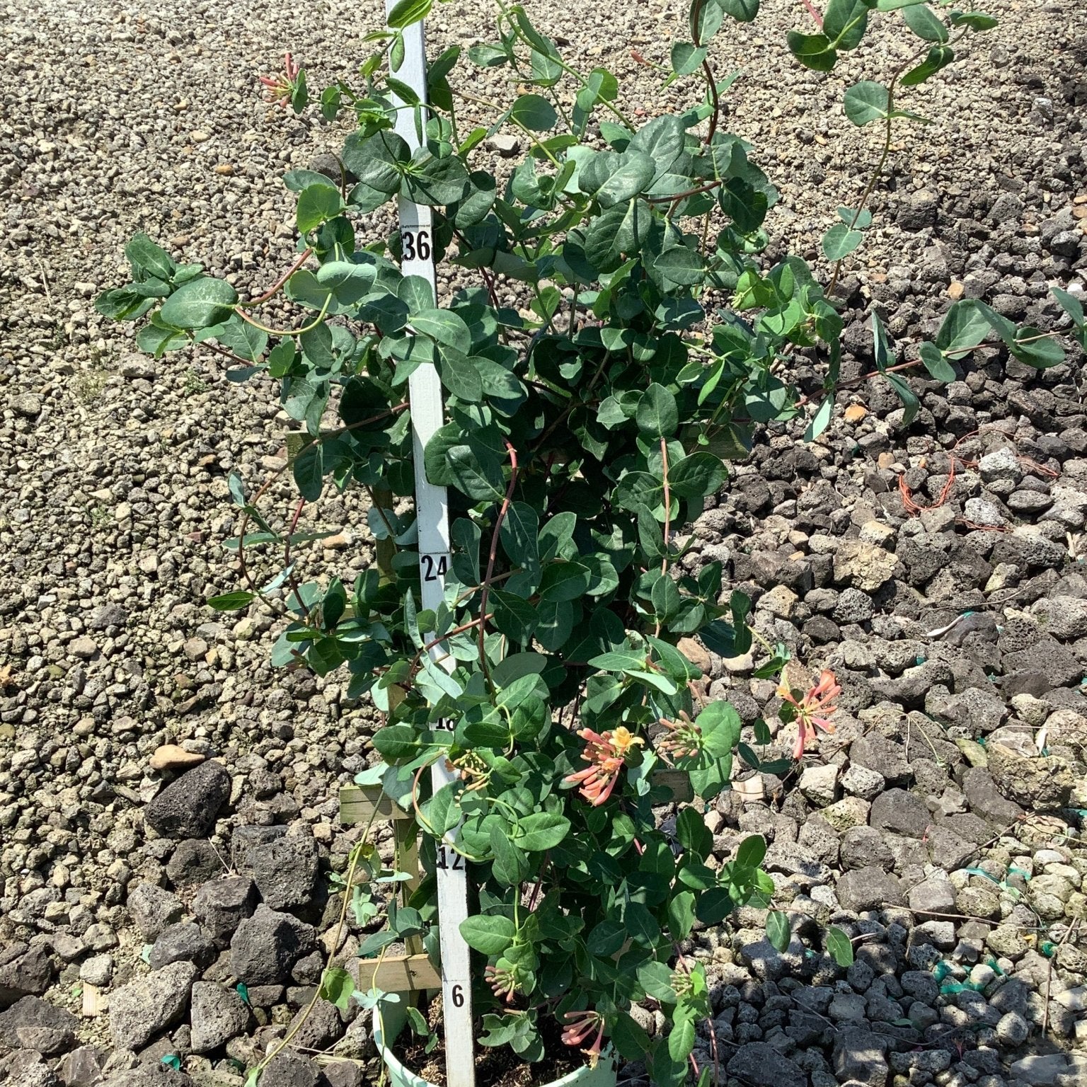 Coral Star Honeysuckle vine trained on a trellis in a #3 container, reaching nearly 4 feet tall with orange-red blooms.