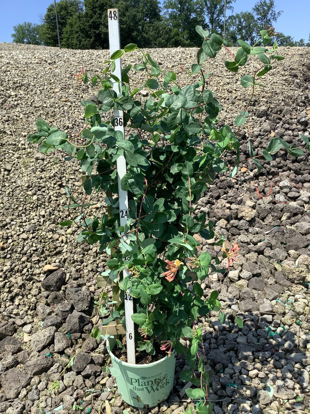Coral Star Honeysuckle vine trained on a trellis in a #3 container, reaching nearly 4 feet tall with orange-red blooms.