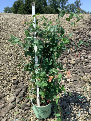 Coral Star Honeysuckle vine trained on a trellis in a #3 container, reaching nearly 4 feet tall with orange-red blooms.