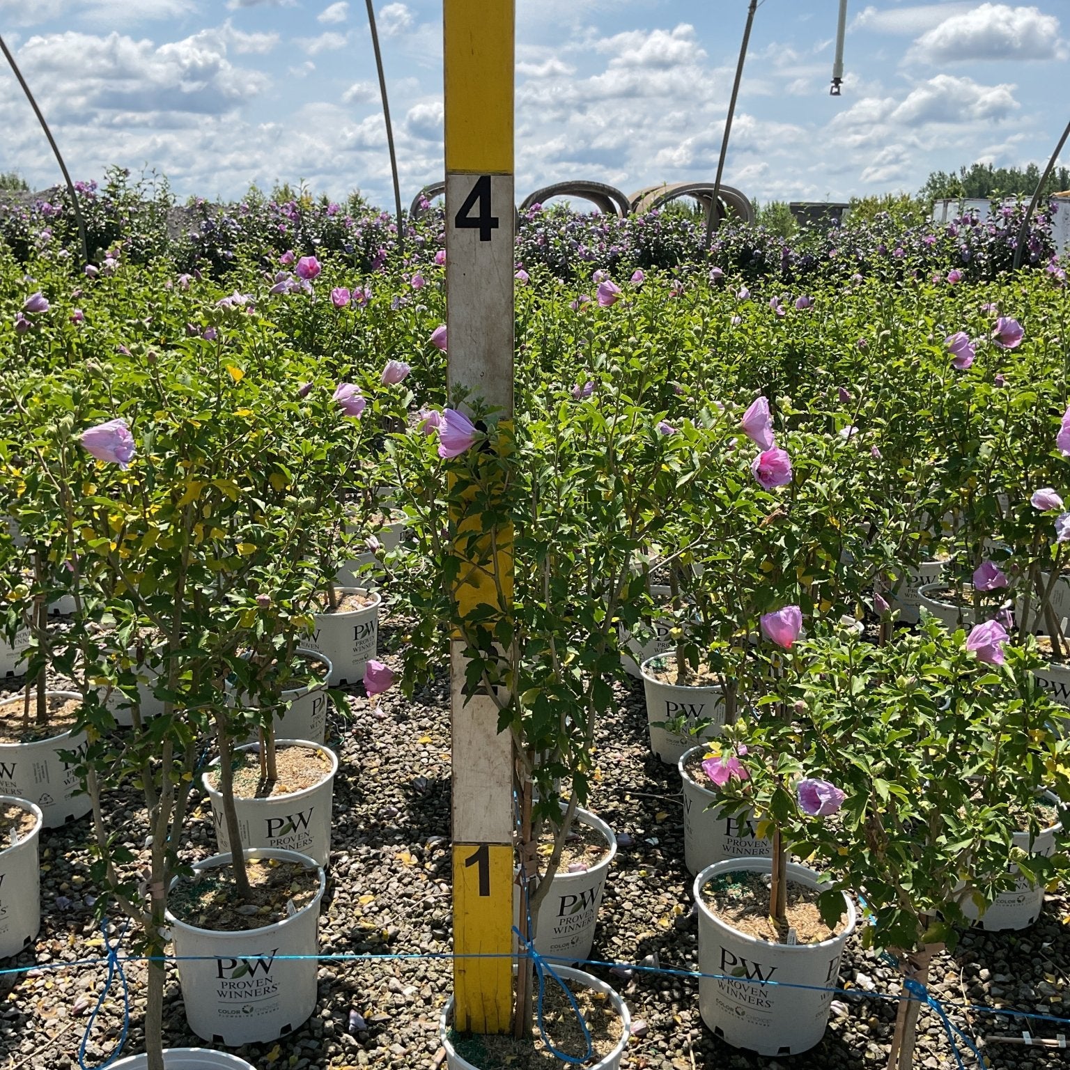 Lavender Chiffon Rose of Sharon trees in white Proven Winners #3 containers blooming with soft pink-lavender flowers at a nursery.