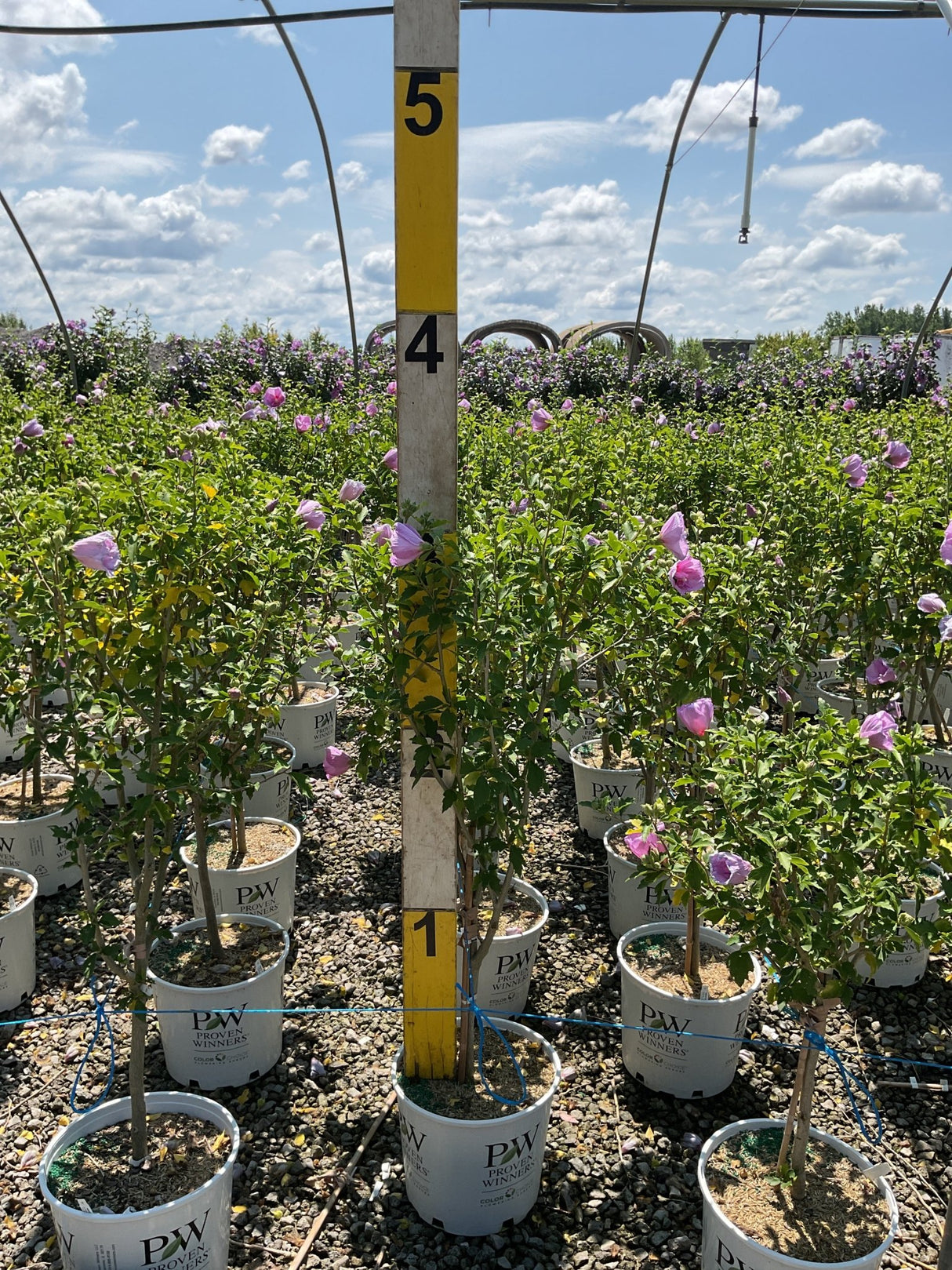 Lavender Chiffon Rose of Sharon trees in white Proven Winners #3 containers blooming with soft pink-lavender flowers at a nursery.