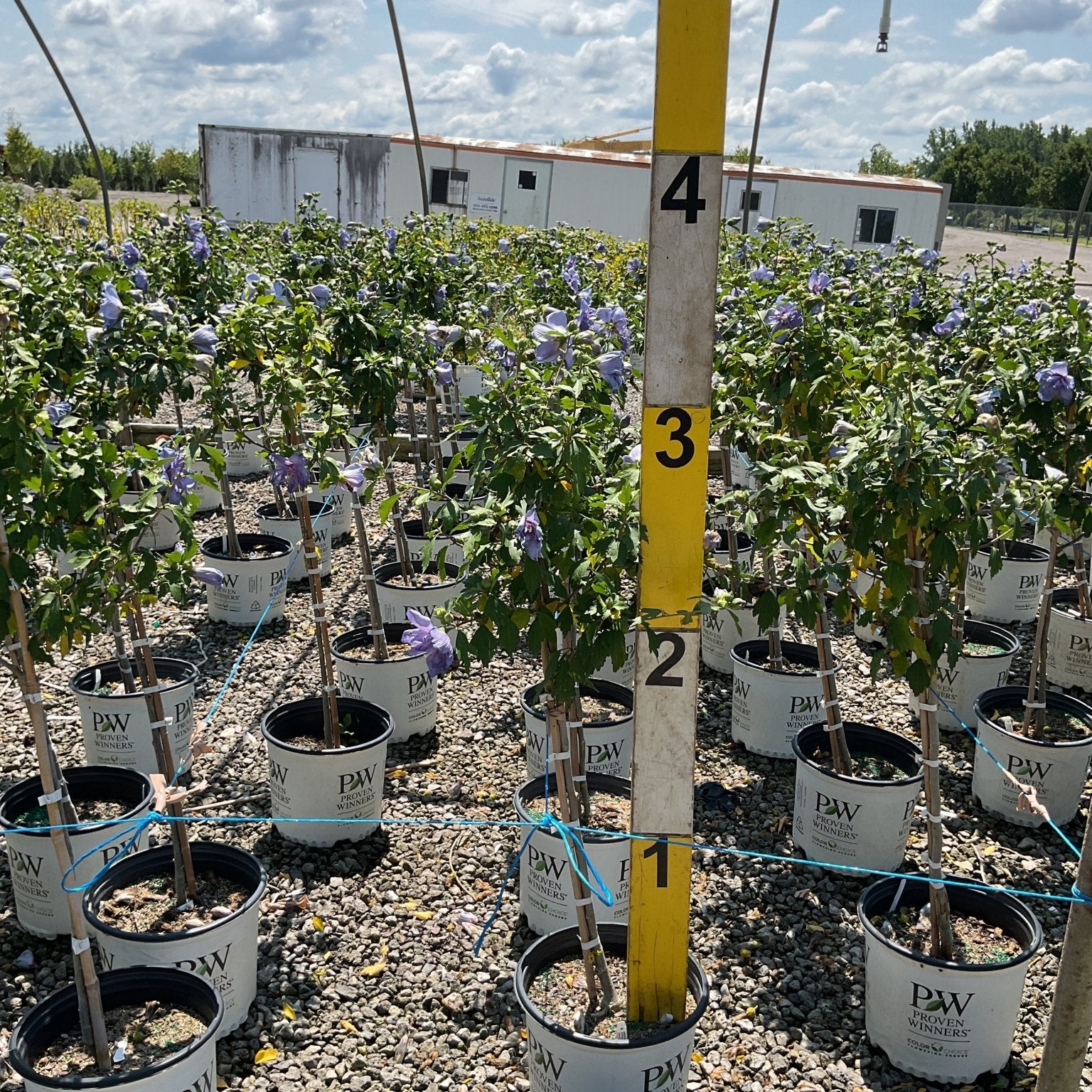 Blue Chiffon Rose of Sharon shrubs in Proven Winners containers display lavender blooms at a nursery growing facility.
