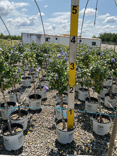 Blue Chiffon Rose of Sharon shrubs in Proven Winners containers display lavender blooms at a nursery growing facility.