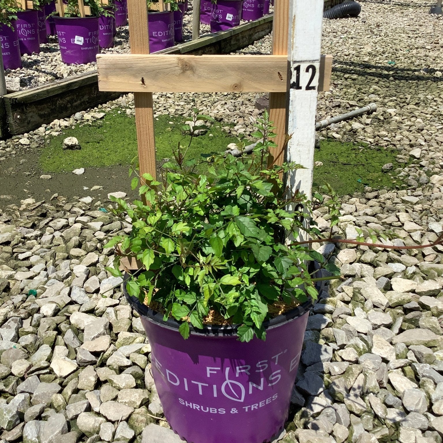 Atomic Red Trumpet Vine in a #2 First Editions container at a nursery growing facility, showing lush green foliage.