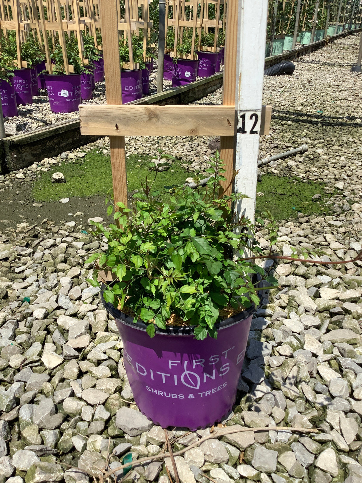 Atomic Red Trumpet Vine in a #2 First Editions container at a nursery growing facility, showing lush green foliage.