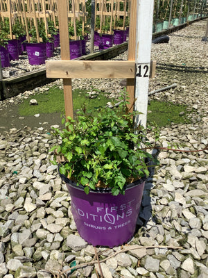 Atomic Red Trumpet Vine in a #2 First Editions container at a nursery growing facility, showing lush green foliage.
