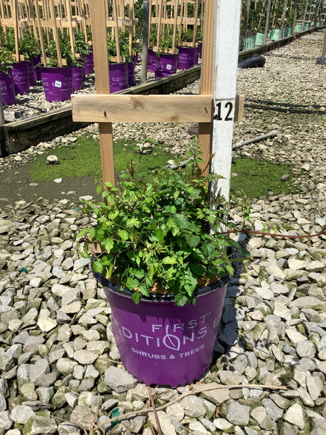 Atomic Red Trumpet Vine in a #2 First Editions container at a nursery growing facility, showing lush green foliage.