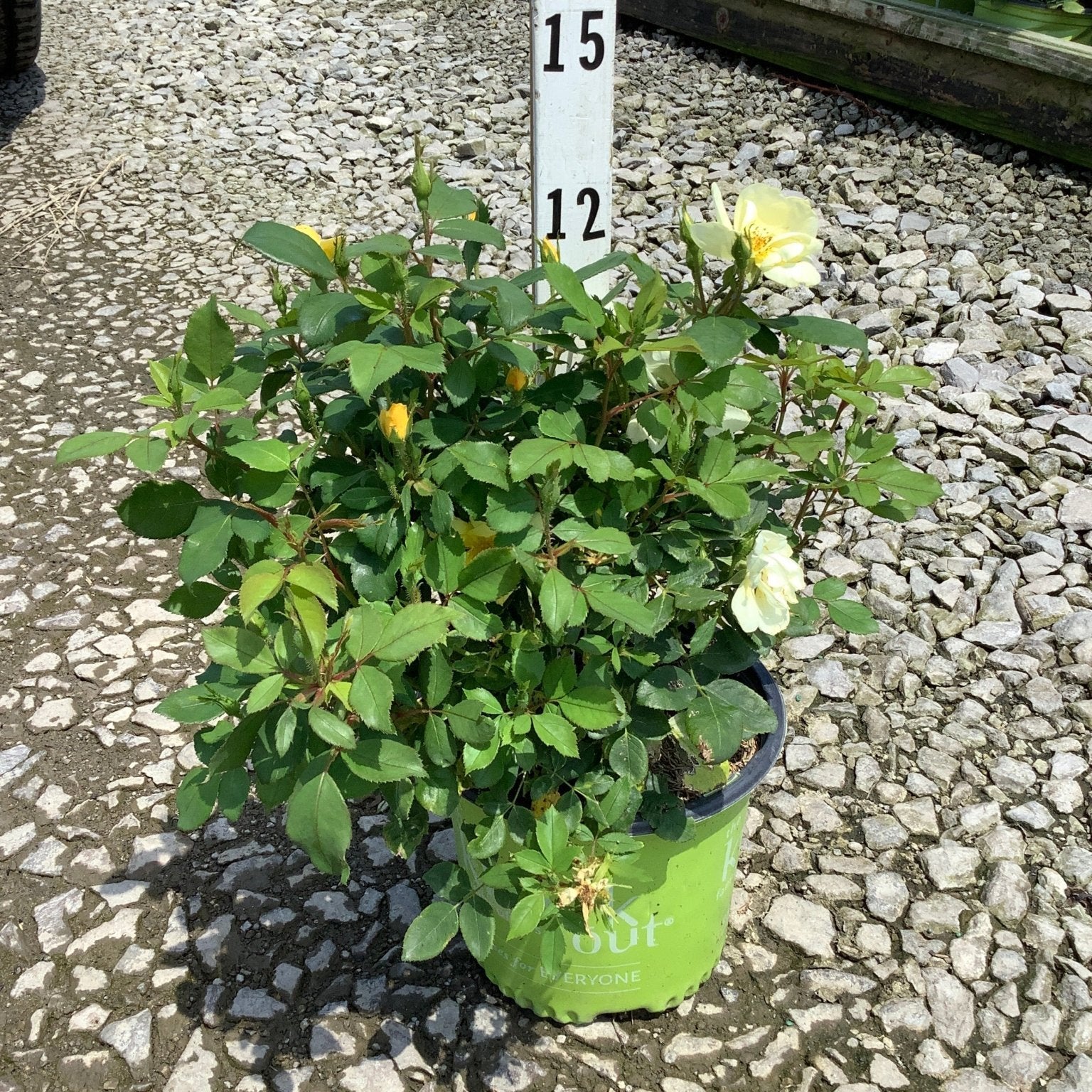 Sunny Knock Out Shrub Rose in a #1 container with pale yellow blooms and lush green foliage next to a height marker.