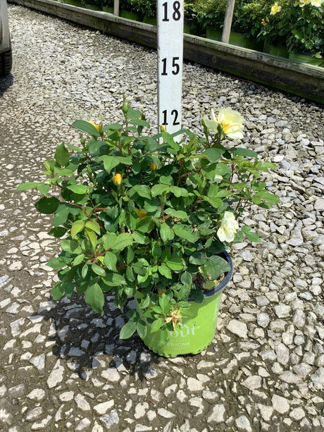 Sunny Knock Out Shrub Rose in a #1 container with pale yellow blooms and lush green foliage next to a height marker.