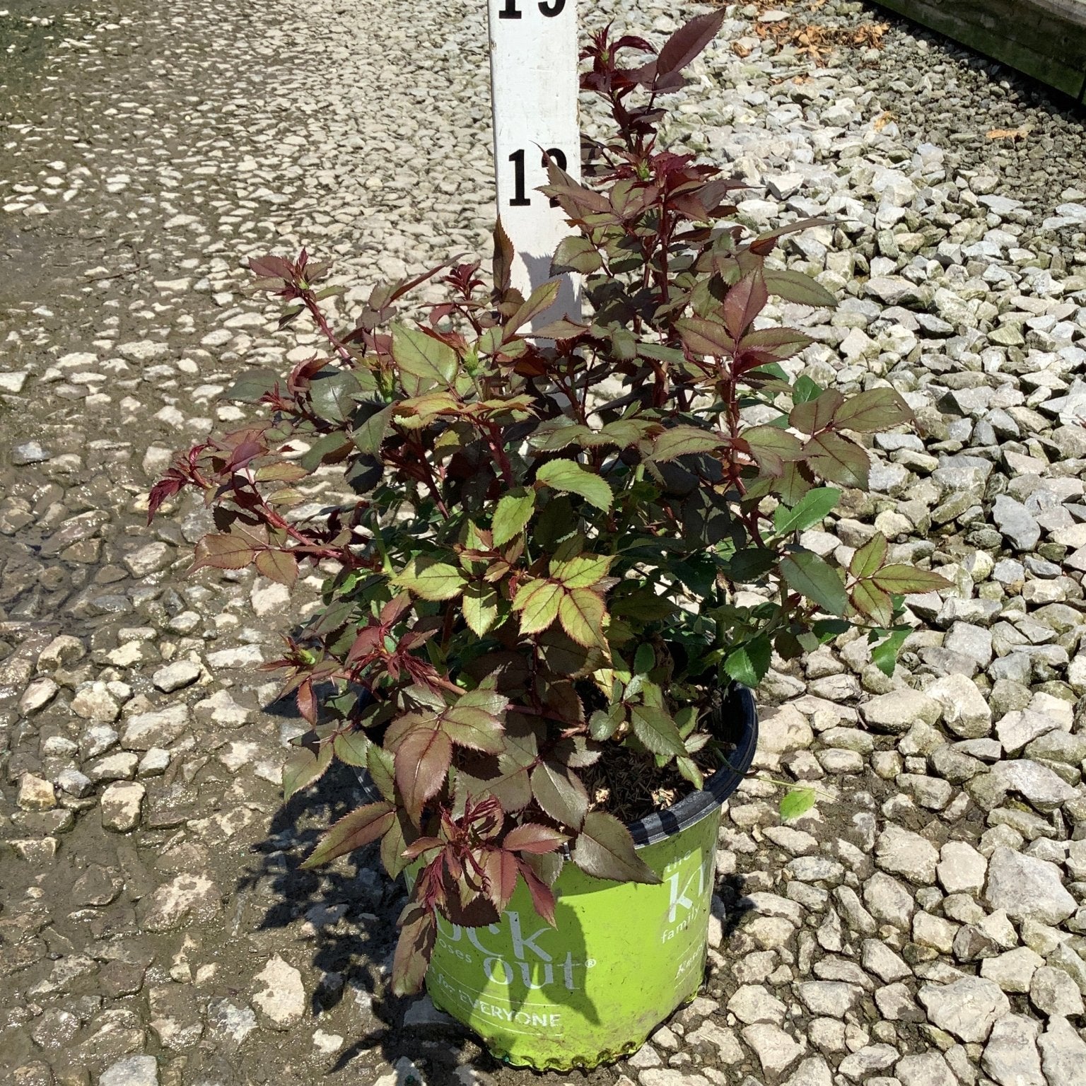 Pink Knock Out Shrub Rose in a #1 container showing burgundy-green foliage at a nursery.