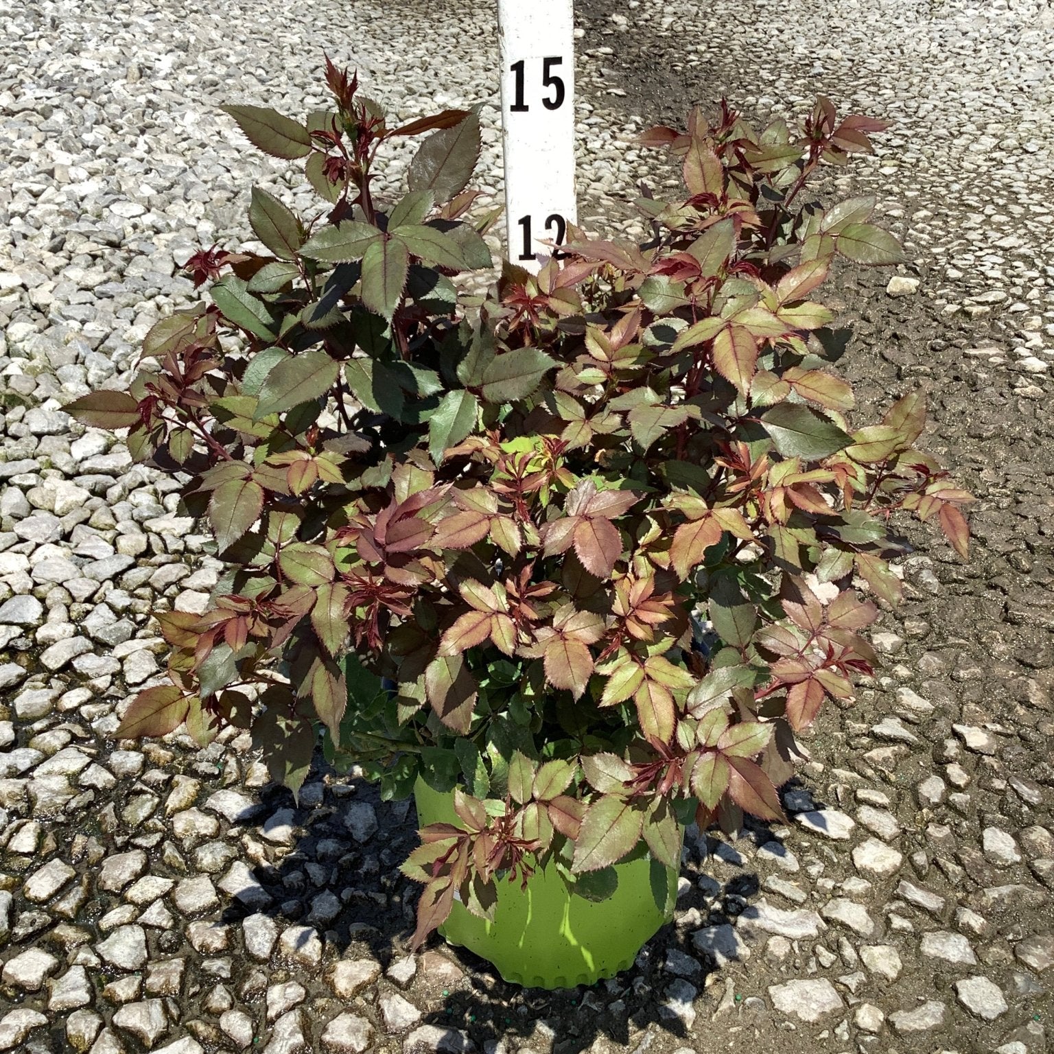 Red Knock Out Shrub Rose in a green nursery container showing burgundy-green foliage, measured at approximately 15 inches tall.