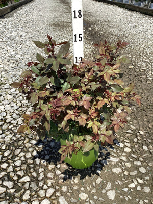 Red Knock Out Shrub Rose in a green nursery container showing burgundy-green foliage, measured at approximately 15 inches tall.