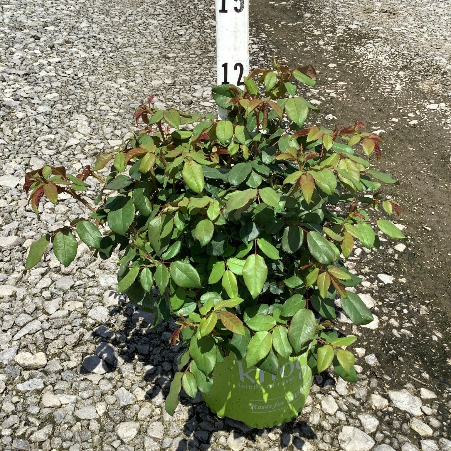 Peachy Knock Out Shrub Rose in a #1 green nursery container showing dense green and reddish foliage next to a measurement stake.