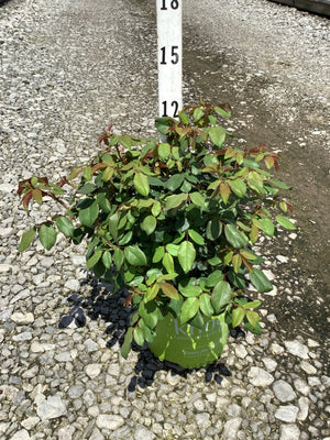 Peachy Knock Out Shrub Rose in a #1 green nursery container showing dense green and reddish foliage next to a measurement stake.