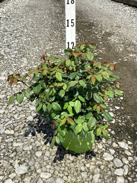 Peachy Knock Out Shrub Rose in a #1 green nursery container showing dense green and reddish foliage next to a measurement stake.