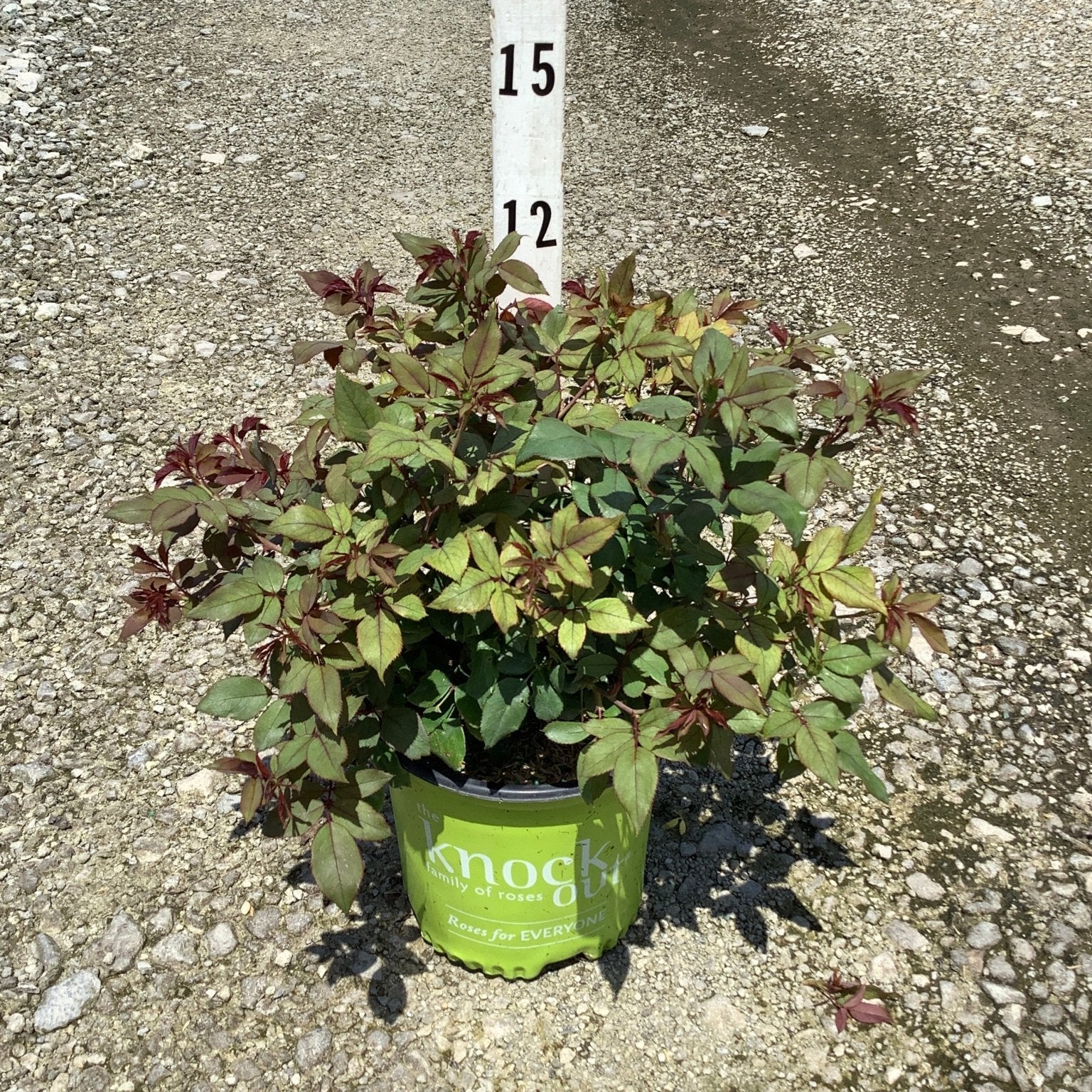 Blushing Knock Out Shrub Rose in a branded container showing dense green and burgundy foliage, measured at approximately 12 inches tall.