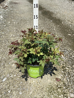 Blushing Knock Out Shrub Rose in a branded container showing dense green and burgundy foliage, measured at approximately 12 inches tall.