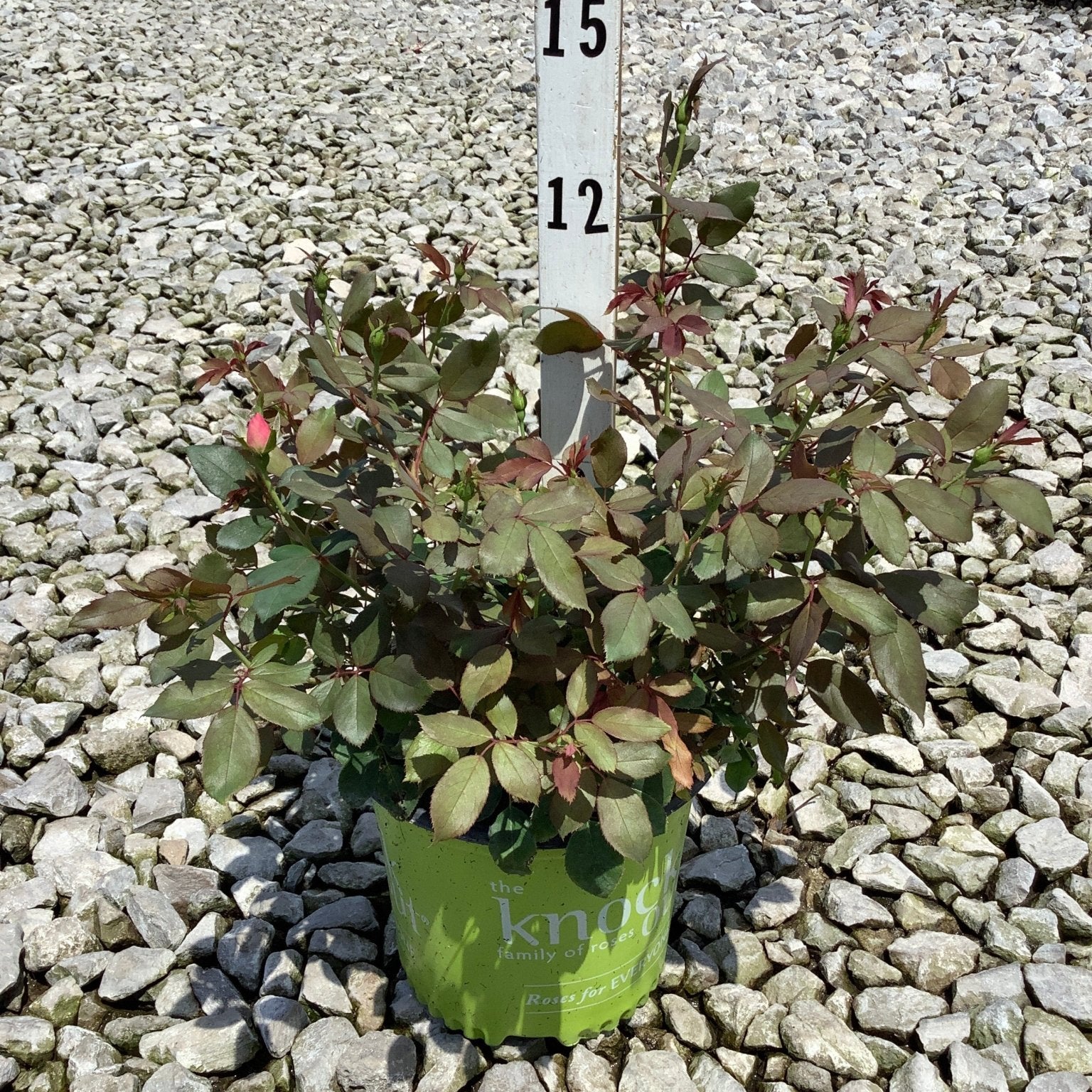 Pink Double Knock Out Shrub Rose in a #1 container with deep green and red-tinged foliage and pink buds beginning to open.