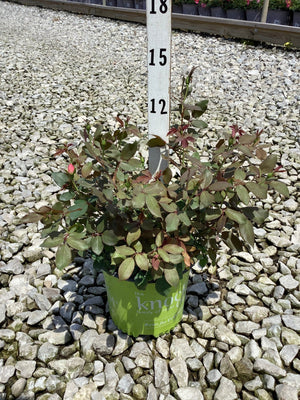 Pink Double Knock Out Shrub Rose in a #1 container with deep green and red-tinged foliage and pink buds beginning to open.