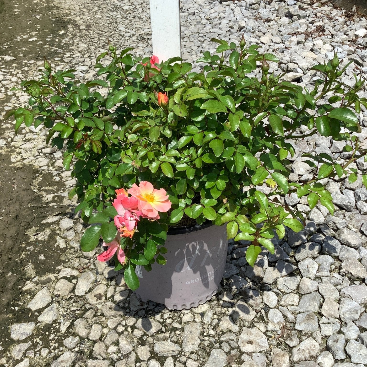 Peach Drift Groundcover Rose in a gray nursery container, showing salmon-peach blooms and dense green foliage on gravel.