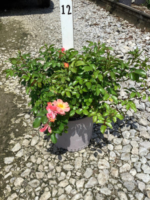 Peach Drift Groundcover Rose in a gray nursery container, showing salmon-peach blooms and dense green foliage on gravel.