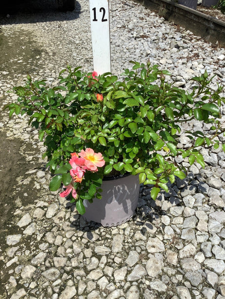 Peach Drift Groundcover Rose in a gray nursery container, showing salmon-peach blooms and dense green foliage on gravel.