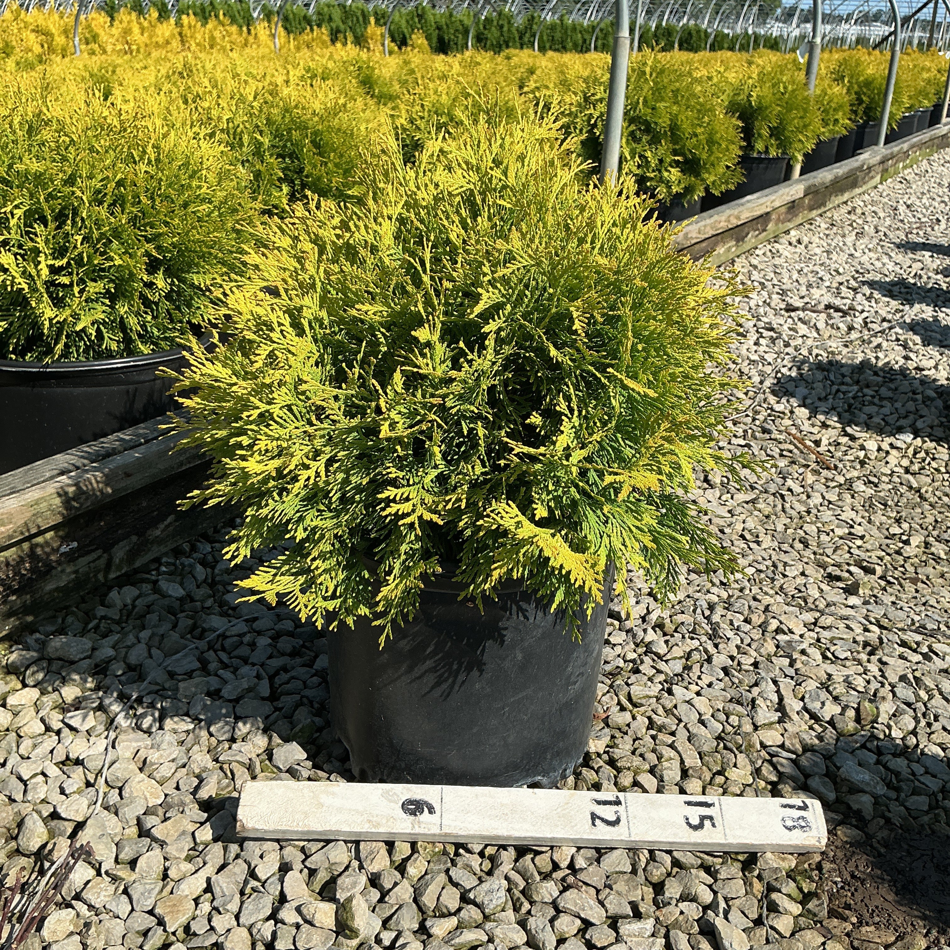 Golden Globe Arborvitae in a #3 container displaying bright yellow-green foliage at a nursery growing facility.