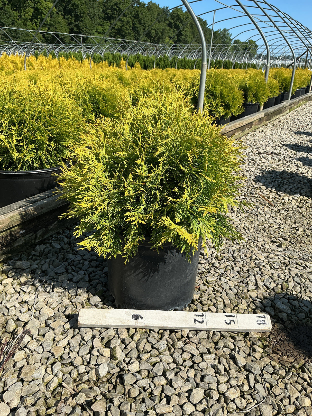 Golden Globe Arborvitae in a #3 container displaying bright yellow-green foliage at a nursery growing facility.