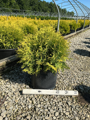 Golden Globe Arborvitae in a #3 container displaying bright yellow-green foliage at a nursery growing facility.