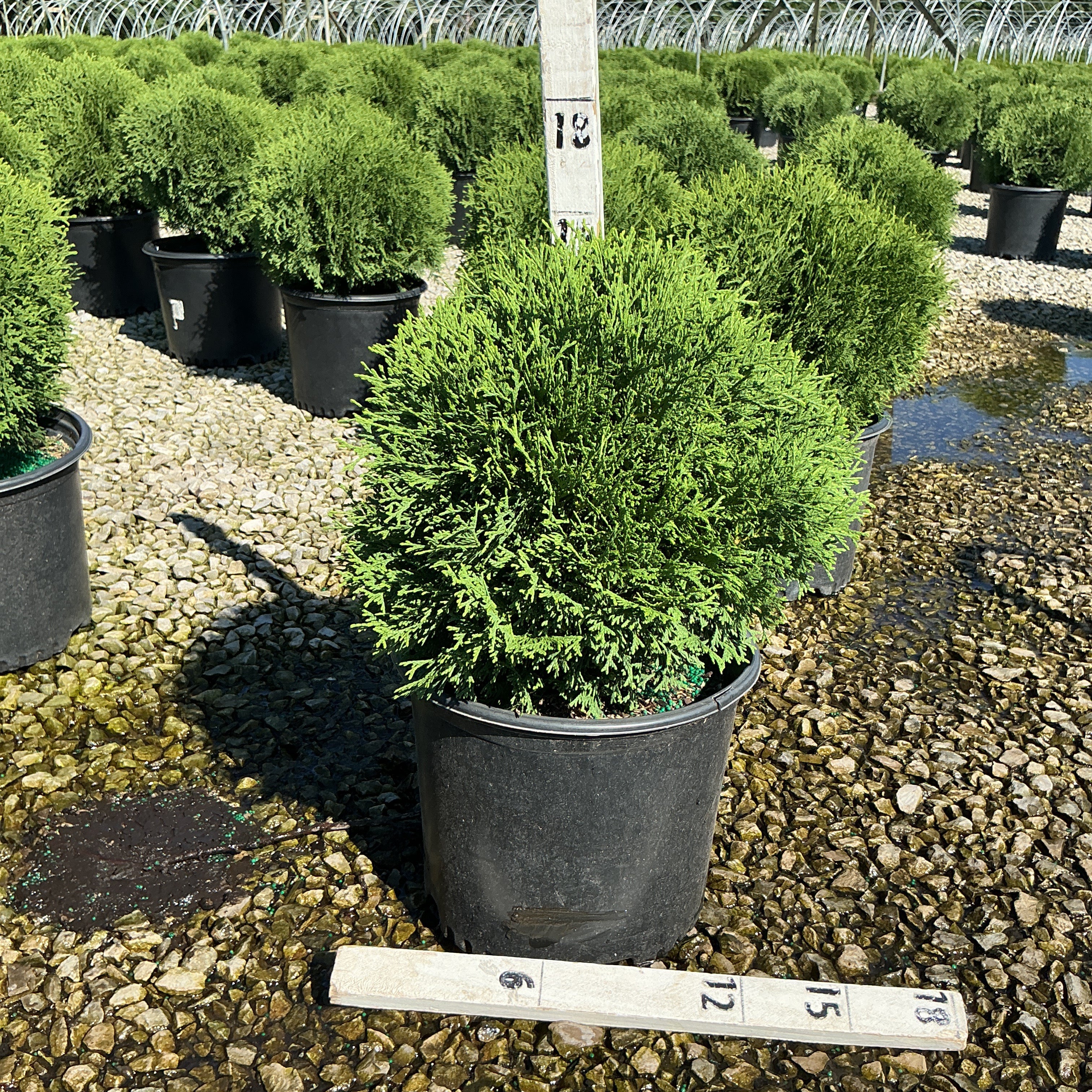 Hetz Midget Arborvitae growing in a black nursery container on a gravel bed at a wholesale plant nursery.